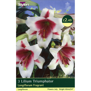 Unbranded Lily Triumphator Bulbs