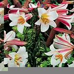 Unbranded Lily Trumpet Regale