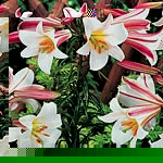 Unbranded Lily Trumpet Regale