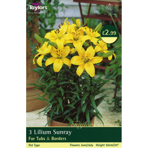 Unbranded Lily Zulu Bulbs