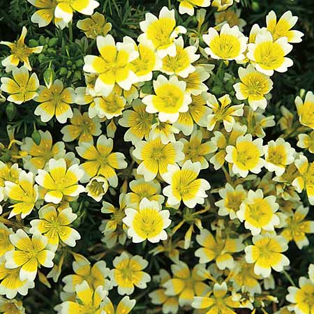 Unbranded Limnanthes Douglasii Seeds (Poached Egg Plant)