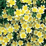 Saucer-shaped yellow flowers edged with white. Superb in the rock garden and fine for edgings. Award
