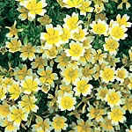 Saucer-shaped yellow flowers edged with white. Superb in the rock garden and fine for edgings. Award