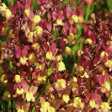 Unbranded Linaria Chortles Seeds (Toadflax) Average Seeds