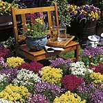 Unbranded Linaria Fantasy Spring Mixed Seeds