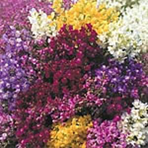 Unbranded Linaria Little Sweeties Mixed Seeds