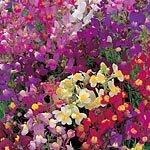 Unbranded Linaria Maroccana Fairy Bouquet Seeds 416497.htm