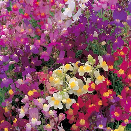 Compact plants with small  delicate flowers  similar to Antirrhinums  in a multitude of bright colou