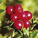 Unbranded Lingonberry