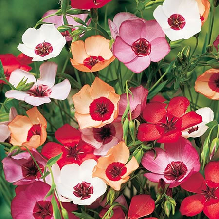 Unbranded Linum Charmer Mixed Seeds Average Seeds 130