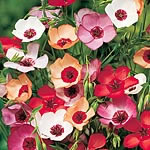 Unbranded Linum Charmer Mixed Seeds