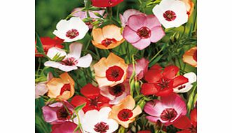 Unbranded Linum Seeds - Charmer Mixed