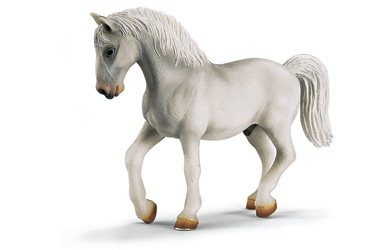 Unbranded Lipizzaner Stallion