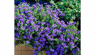 Unbranded Lithodora Plant - Heavenly Blue