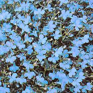 Unbranded Lobelia Cambridge Blue Seeds