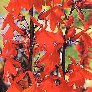 Tall spikes of deep maroon foliage topped by luminous scarlet blooms. An excellent plant giving extr