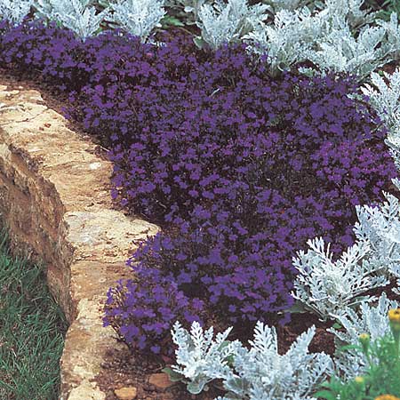 Unbranded Lobelia Crystal Palace Compacta Seeds Average