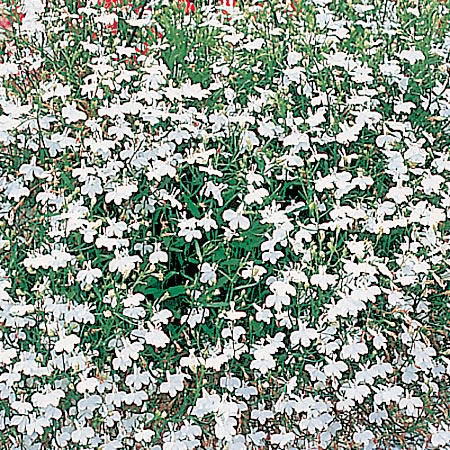Unbranded Lobelia Fountain Series - White Average Seeds 3200