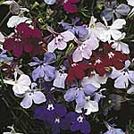 Unbranded Lobelia Fountain Series Seeds - Mixture 421175.htm