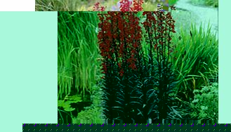 Unbranded Lobelia fulgens Plant - Queen Victoria