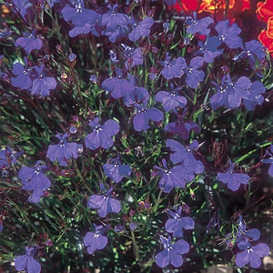 This pretty Lobelia bears deep-blue flowers on foliage that turns bronzy-green as the plants mature 