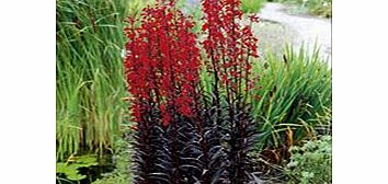 Unbranded Lobelia Plants - Queen Victoria