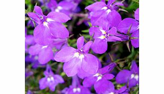 Unbranded Lobelia Plants - Richardii