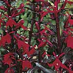 Unbranded Lobelia Queen Victoria Plants