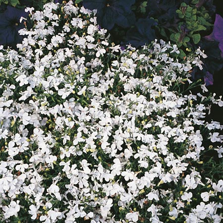 Unbranded Lobelia Rapid White Seeds Average Seeds 2700
