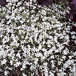 Lobelia Rapid White Seeds