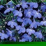 Unbranded Lobelia Riveria Sky Blue Seeds 421396.htm