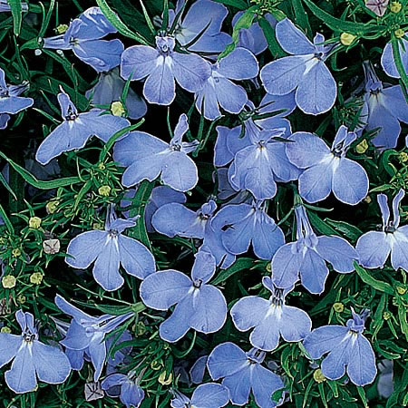Unbranded Lobelia Riveria Sky Blue Seeds Average Seeds 2500