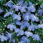 Lobelia Riveria Sky Blue Seeds