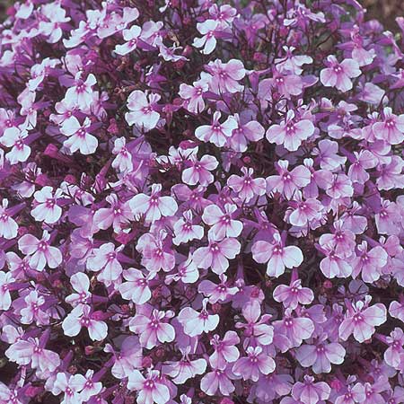 Unbranded Lobelia Riviera Lilac Seeds Average Seeds 2700