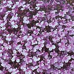 Lobelia Riviera Lilac Seeds