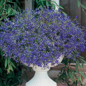 Lobelia Sapphire Blue Basket Seeds