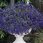 Unbranded Lobelia Sapphire Plants
