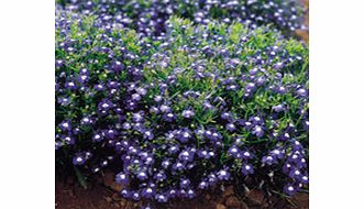 Unbranded Lobelia Seeds - Mrs. Clibran Improved