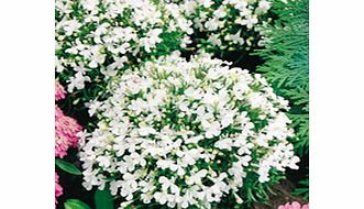Unbranded Lobelia Seeds - White Lady