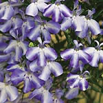 Unbranded Lobelia Sky Star Plants 430161.htm