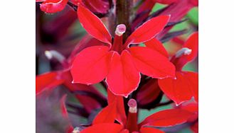 Unbranded Lobelia speciosa Plant - Princess Scarlet