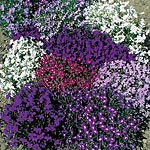 Add an air of formality to your summer display by edging with this colourful lobelia. The neat  dome