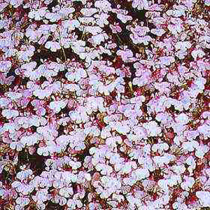 Unbranded Lobelia Trailing Lilac Cascade Seeds