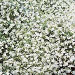Unbranded Lobelia White Lady Seeds 420749.htm