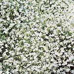 Unbranded Lobelia White Lady Seeds 420749.htm