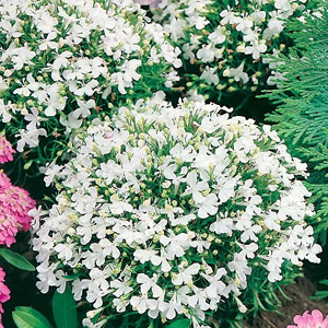 These compact plants are covered with tiny  glistening white flowers throughout the summer. Usually 