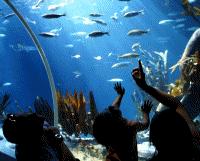 Unbranded Loch Lomond Aquarium SEA LIFE - 48hr Sale Adult