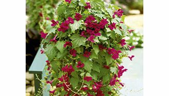 Unbranded Lofos Plants - Burgundy Falls