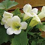 Unbranded Lofos Summer Cream Plants