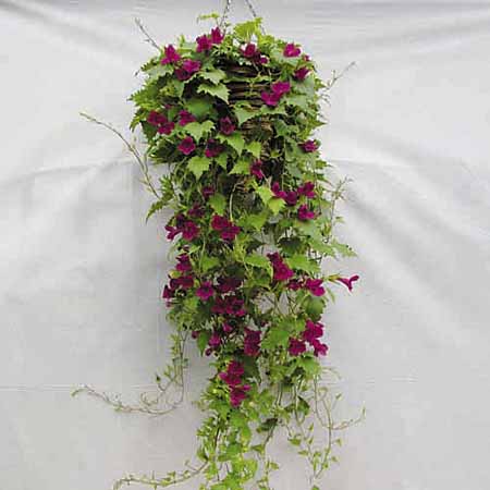 Unbranded Lofos Twin Pack Plants - Burgundy Falls and